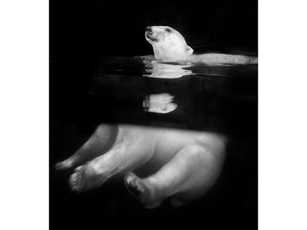MOSTRA FOTOGRAFICA "IMPRONTE" al Museo A Come Ambiente (MAcA) di Torino - biglietto ridotto