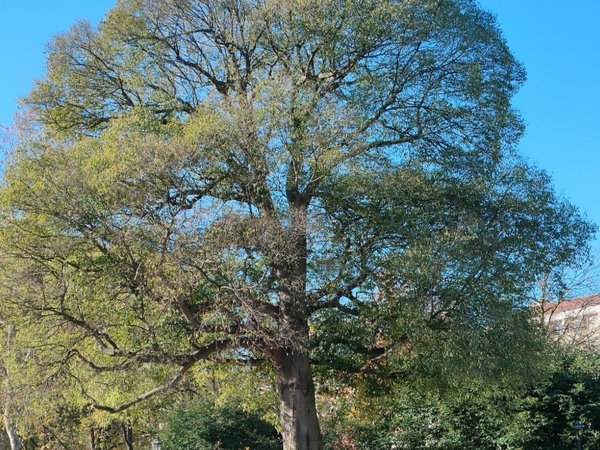Alberi monumentali