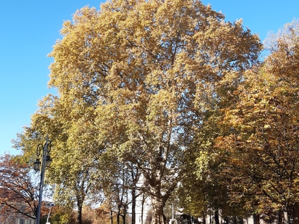 Alberi monumentali