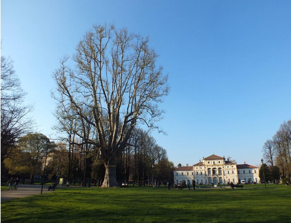 Alberi monumentali