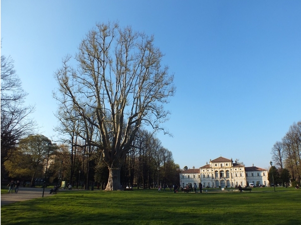 Alberi monumentali