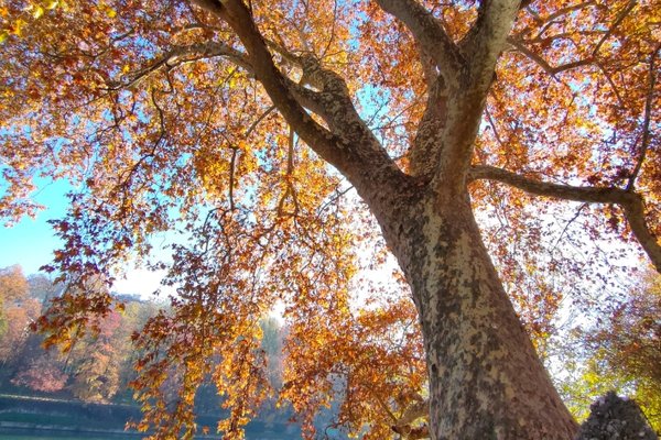 Alberi monumentali