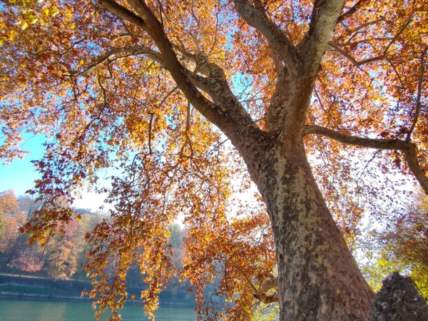 Alberi monumentali