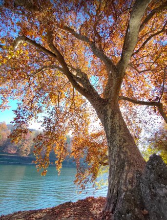 Alberi monumentali